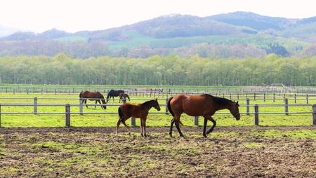 2012-5-9静内 020.jpg